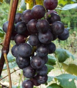 Concord Grape Hull Pie Image